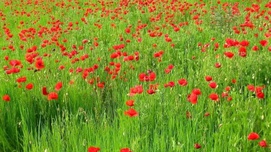 “民国五花”今安在？