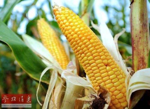 外媒：美国转基因食品公司被指收买学者游说政府