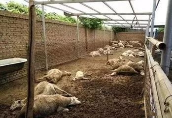 “100只羊”与“一块芯片”