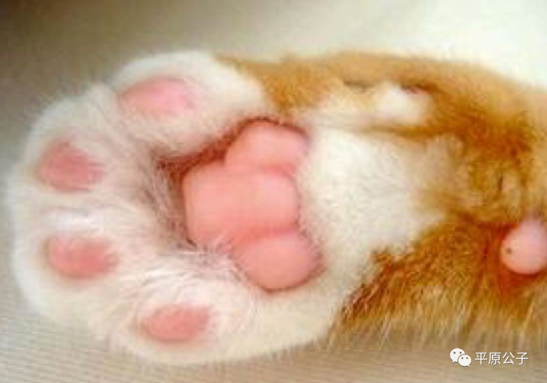 你真的缺个“猫爪咖啡杯”？