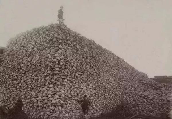 感恩节,农夫、蛇和剥头皮的故事